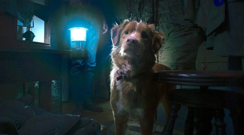 Indy plays the titular dog in "Good Boy" (2025)